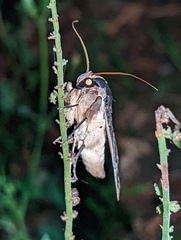 Sphingomorpha chlorea