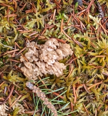 Clavulina coralloides