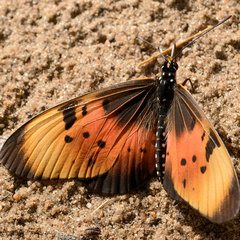 Acraea natalica