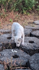 Canis familiaris
