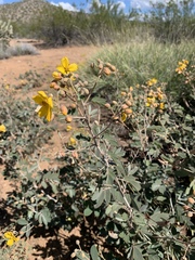Senna covesii