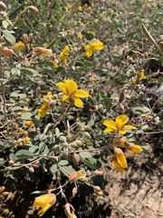 Senna covesii