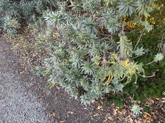 Echium candicans
