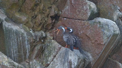 Poikilocarbo gaimardi