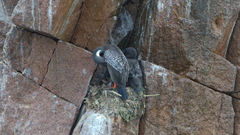 Poikilocarbo gaimardi