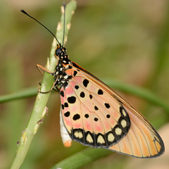 Acraea natalica