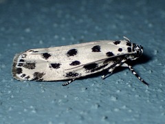 Ethmia sphaerosticha