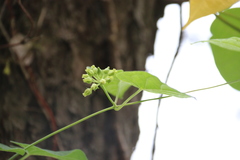Cynanchum wilfordii