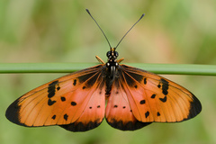 Acraea natalica
