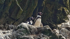 Spheniscus humboldti