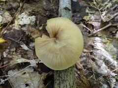 Lentinellus micheneri