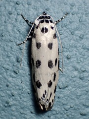 Ethmia sphaerosticha