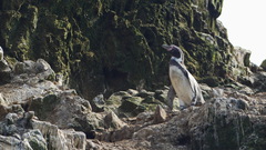 Spheniscus humboldti