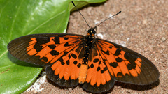 Acraea petraea