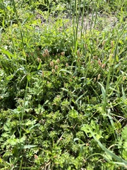 Acalypha radians