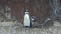 Spheniscus humboldti