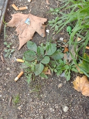 Plantago major
