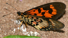 Acraea petraea
