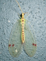 Norfolius howensis