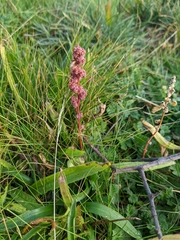 Chenopodium betaceum