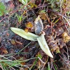 Pinguicula lusitanica