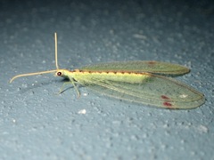 Norfolius howensis