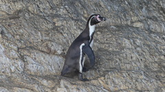 Spheniscus humboldti