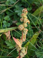 Chenopodium betaceum