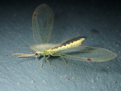 Norfolius howensis