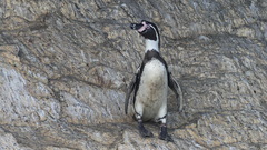 Spheniscus humboldti