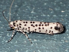 Ethmia clytodoxa