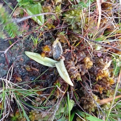 Pinguicula lusitanica