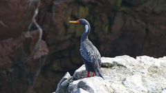 Poikilocarbo gaimardi