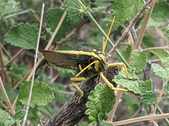 Schistocerca albolineata