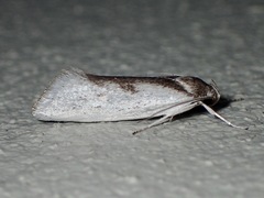 Xylorycta haplochroa