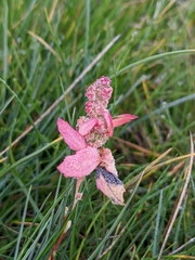 Chenopodium betaceum