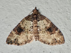 Chrysolarentia pantoea