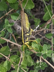 Schistocerca albolineata