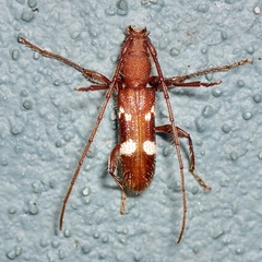 Cerambycidae