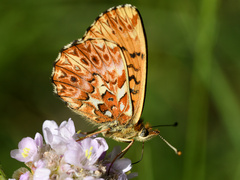 Boloria titania