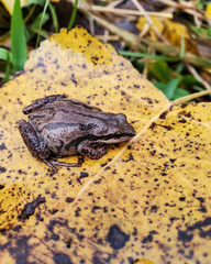 Pseudacris triseriata