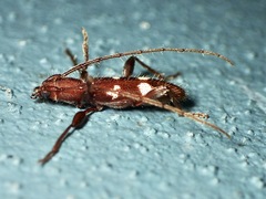 Cerambycidae