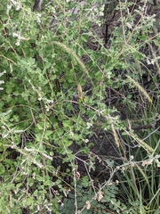 Schistocerca albolineata