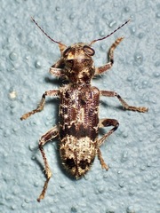 Stigmatium mastersii