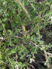 Schistocerca albolineata