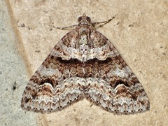 Crasilogia gressitti