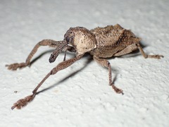 Orthorhinus