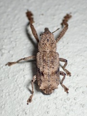 Orthorhinus