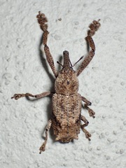 Orthorhinus