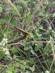 Schistocerca albolineata